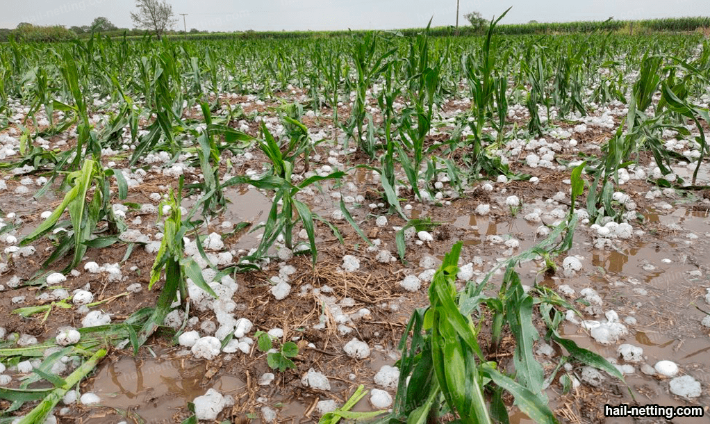 Hail and crops 