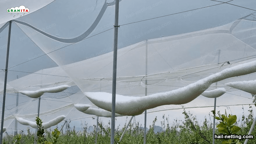 hail netting installed in crop field