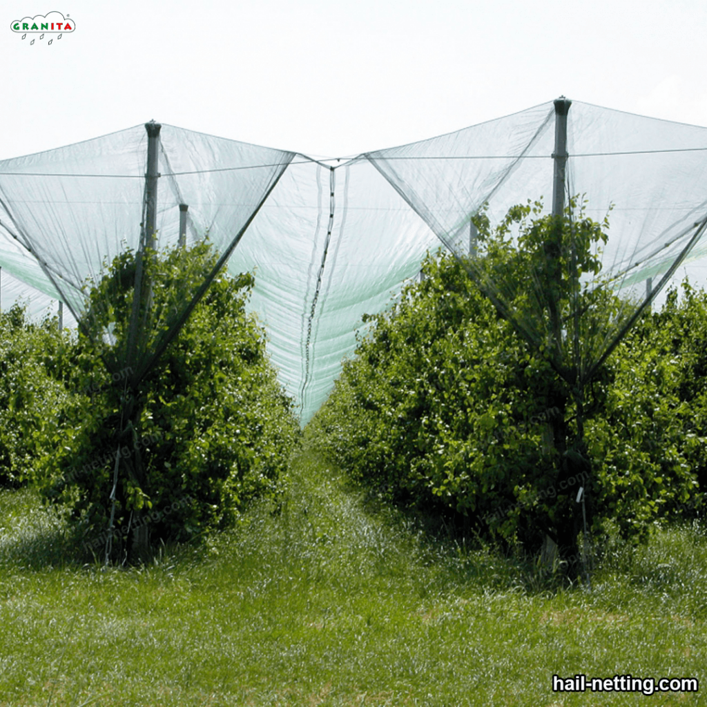 protect your trees from the hail with hail barrier netting 