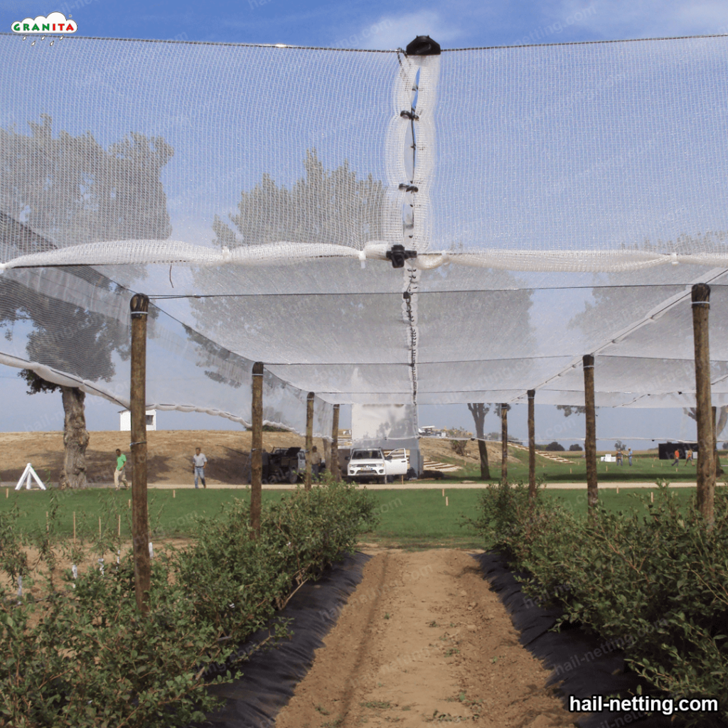 hail net installed in a field