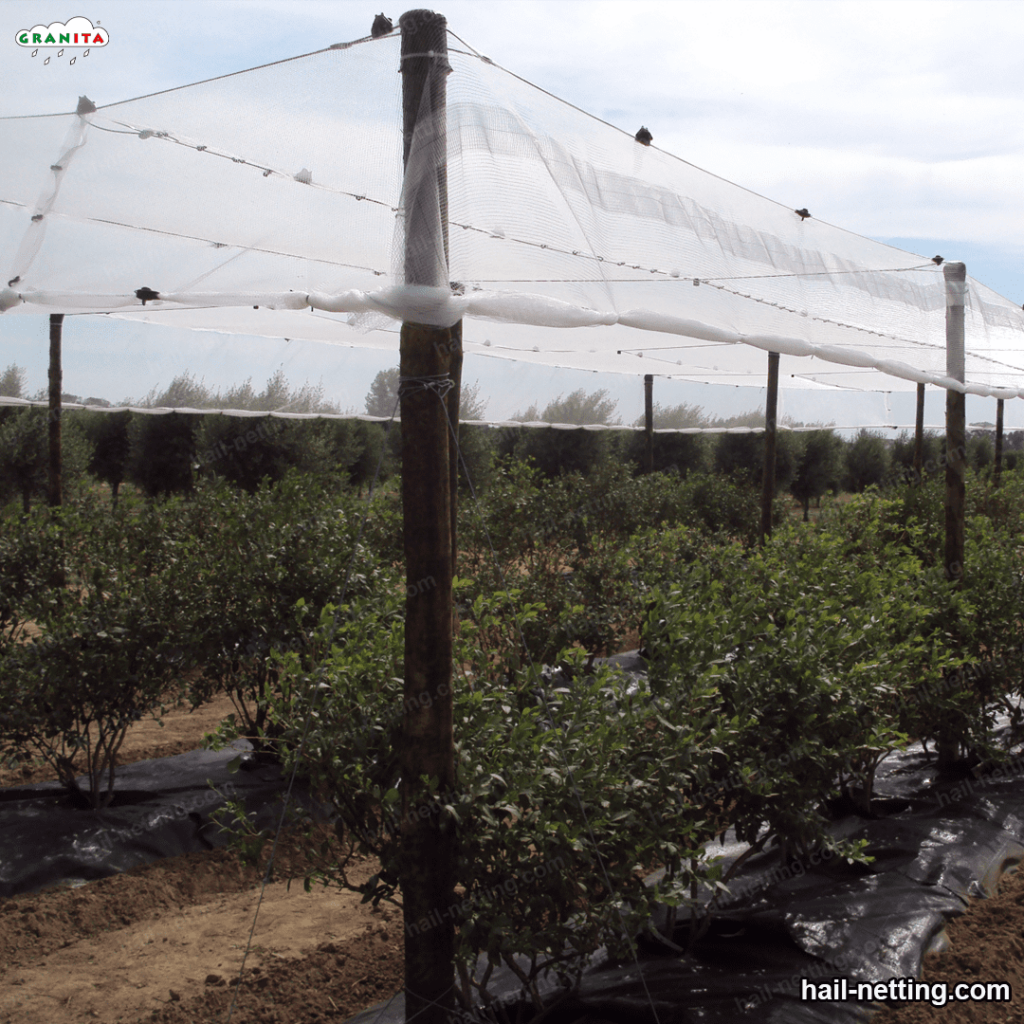 anti-hail nets covering crops