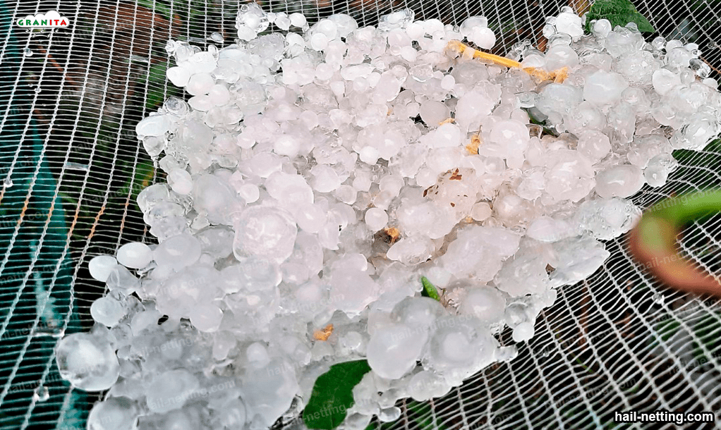 large amount of hail accumulated on the netting