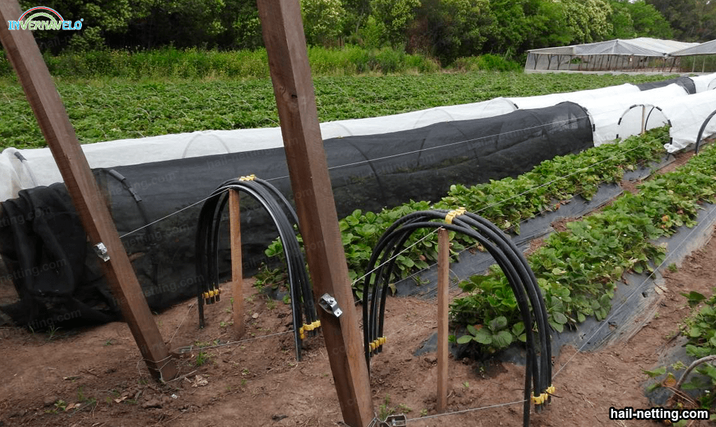 anti-hail netting in agricultural fields