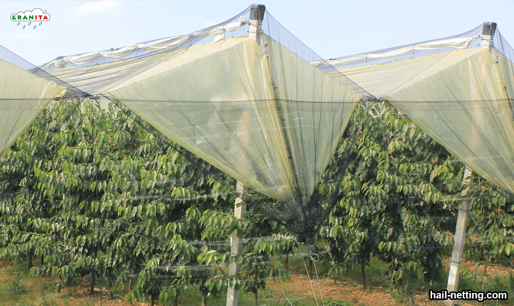 hail net protecting trees