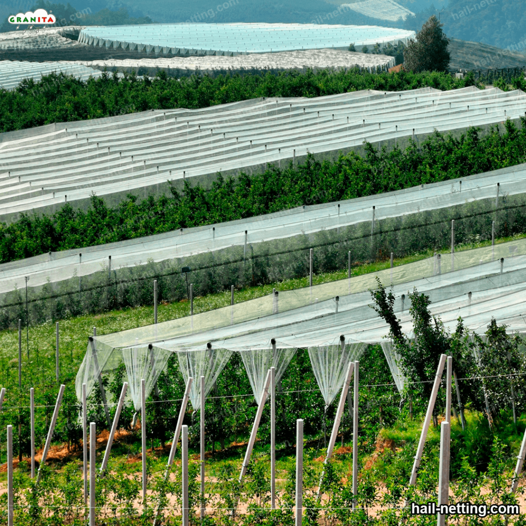 field with anti-hail nets installed