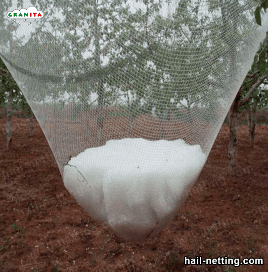 large amount of accumulated hail in hail net