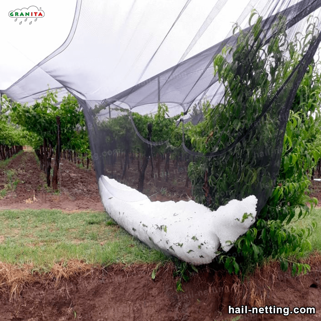 hail netting protecting trees