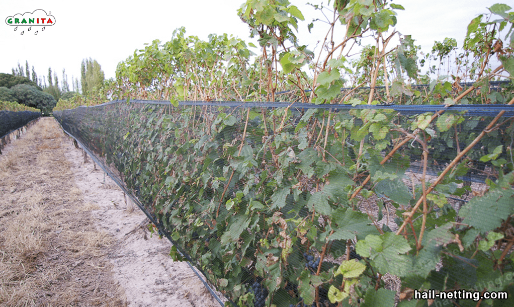 anti-hail netting also works as insect netting.