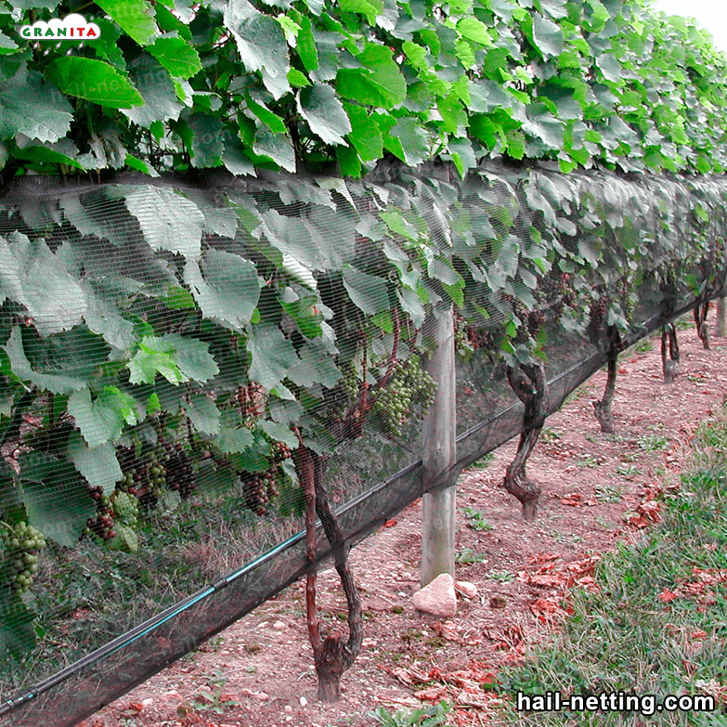 hail net as a insects barrier