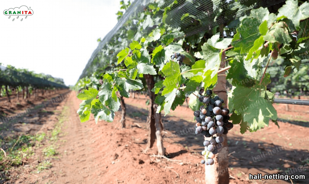 protect your grapes from the insects with anti hail mesh