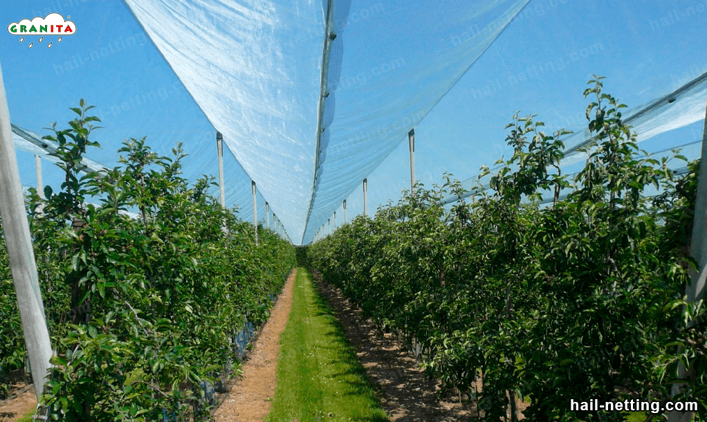 protect your trees with the hail barrier mesh