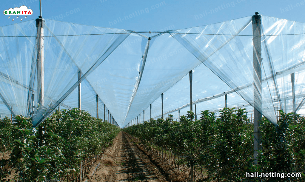 hail net installed in a field