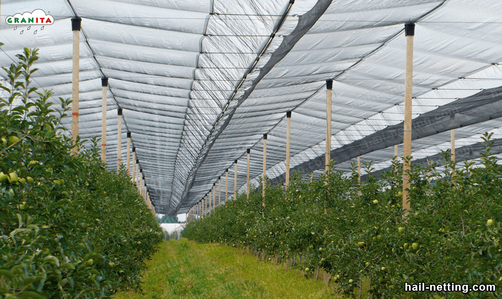 fruit trees protected from hail